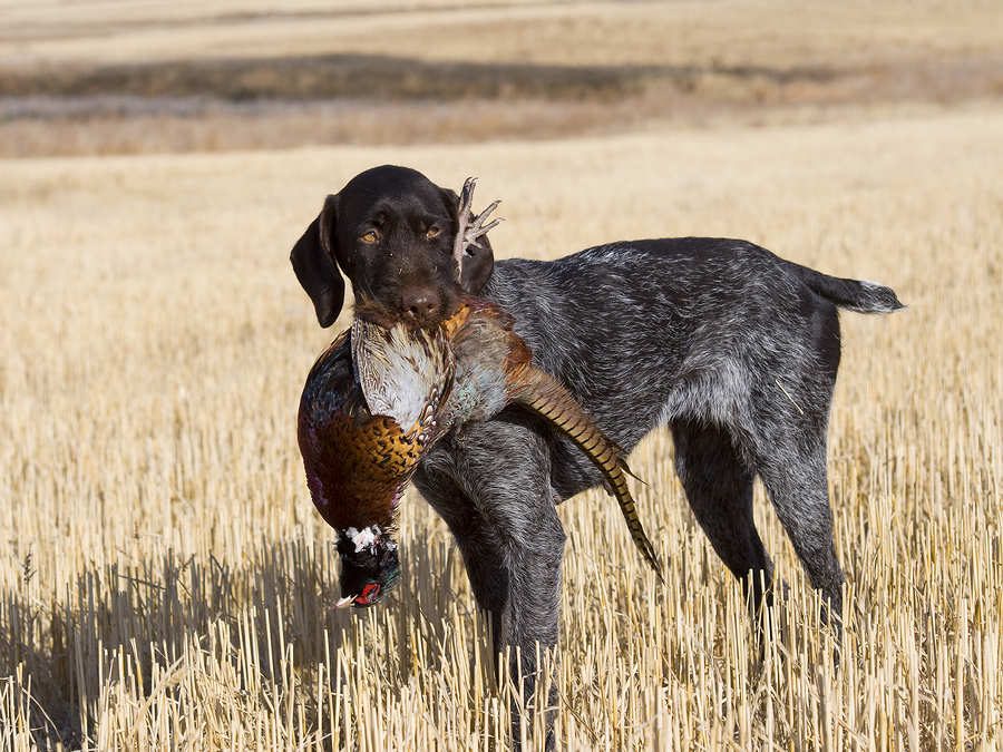 Pheasant Hunting
