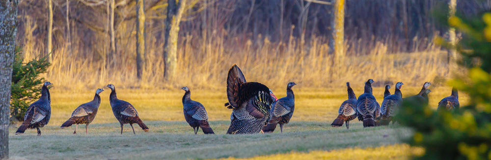 top 5 turkey hunting shotguns
