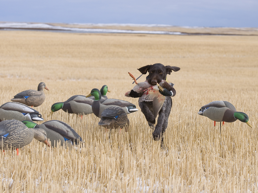 Decoys for Hunting Migratory Birds