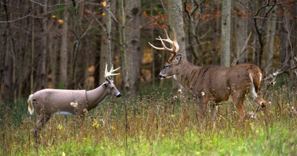 Deer Hunting Decoys