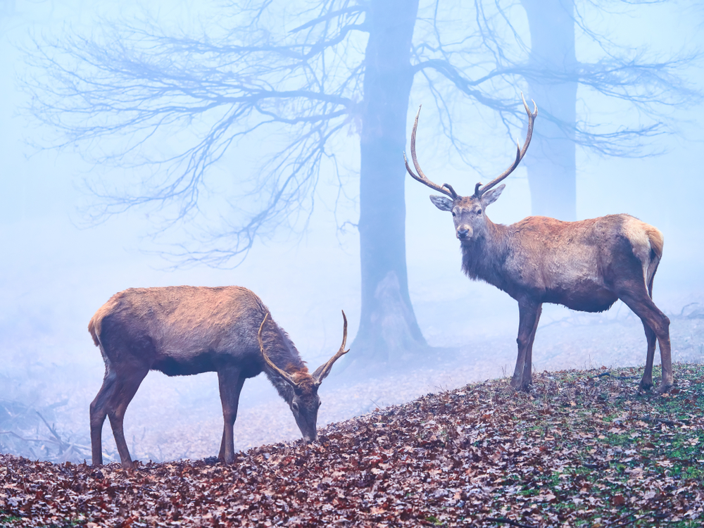 Best cartridge for deer
